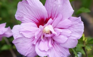 Hibiscus Lavender Chifon